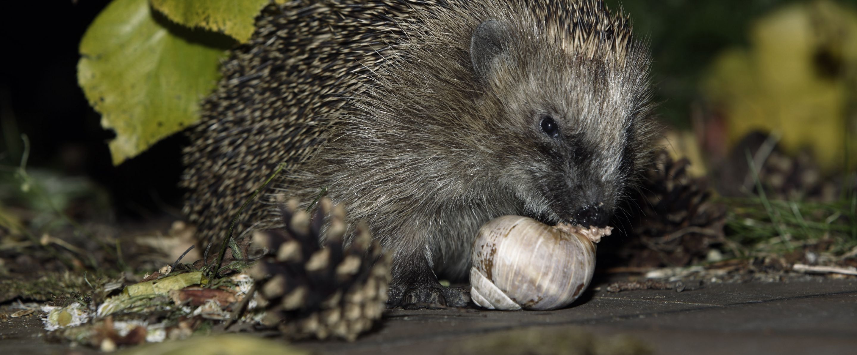 Igel Steckbrief Deutsche Wildtier Stiftung