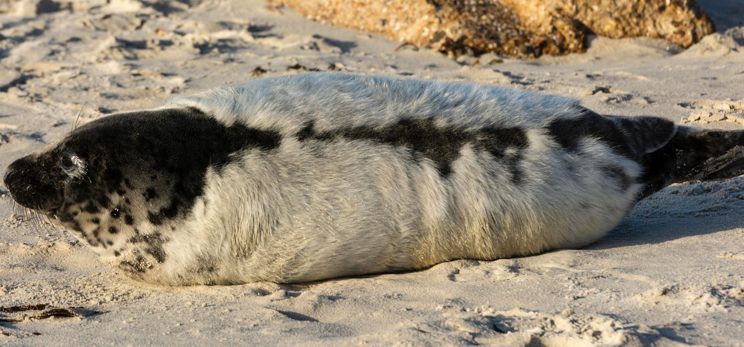 Kegelrobbe Deutsche Wildtier Stiftung