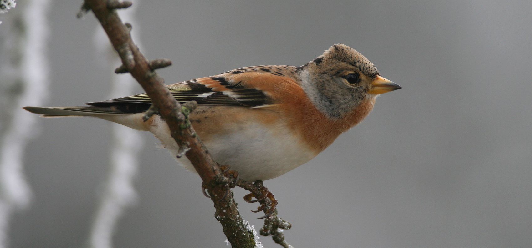 Richtig Vögel Füttern - Ein 5-Punkte-Check | Deutsche Wildtier Stiftung