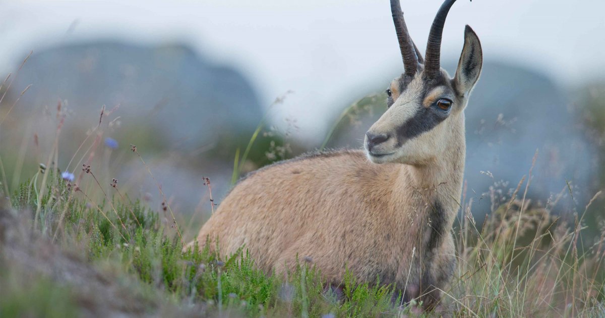 www.deutschewildtierstiftung.de