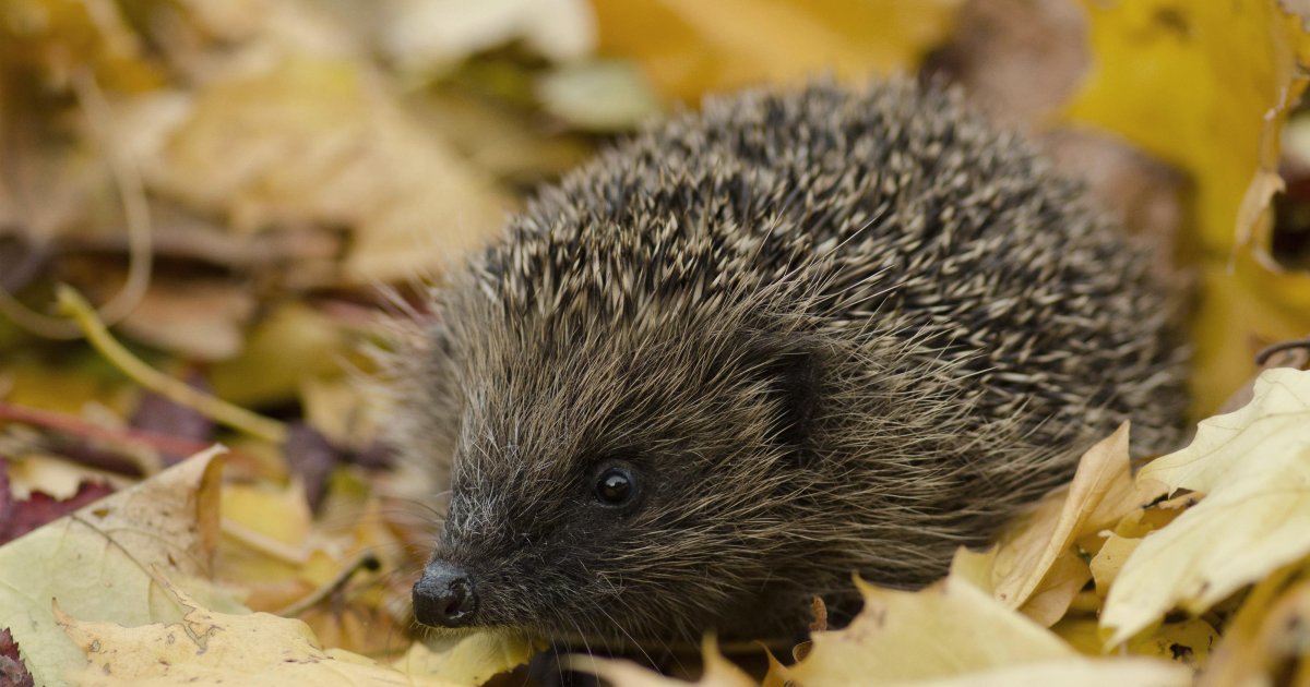 Tier des Jahres Deutsche Wildtier Stiftung