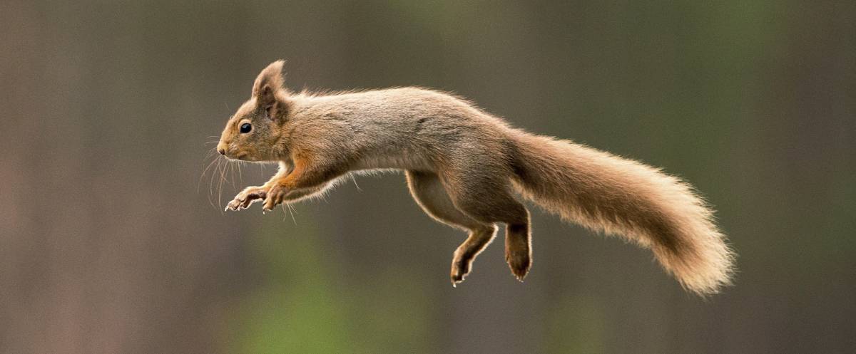 Spuren von östlichen Fuchs  und Eichhörnchen