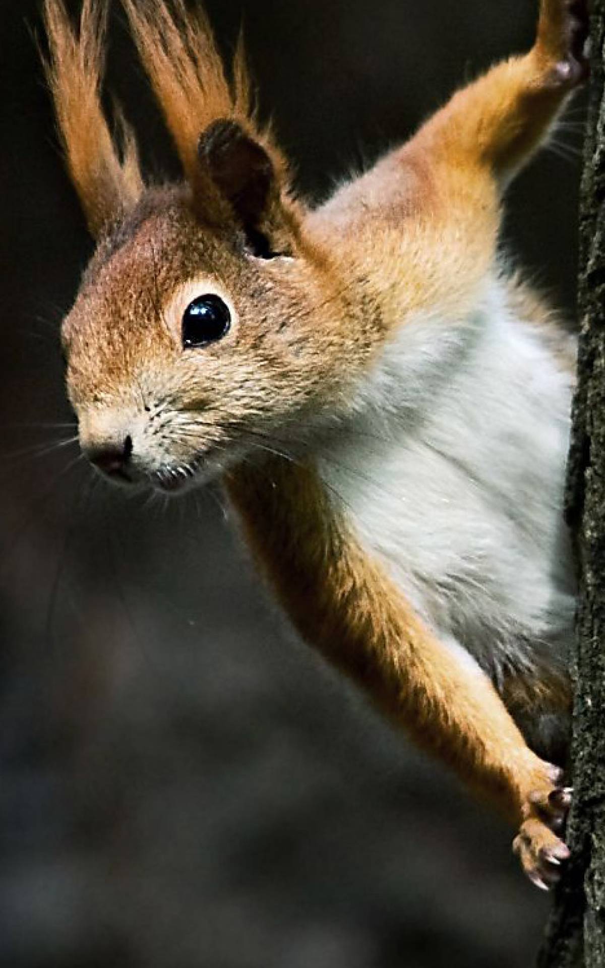 Spuren von östlichen Fuchs  und Eichhörnchen