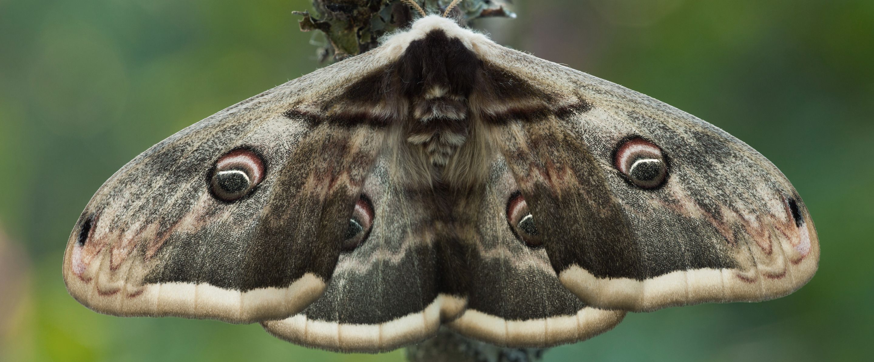 Steckbrief Schmetterling | Deutsche Wildtier Stiftung