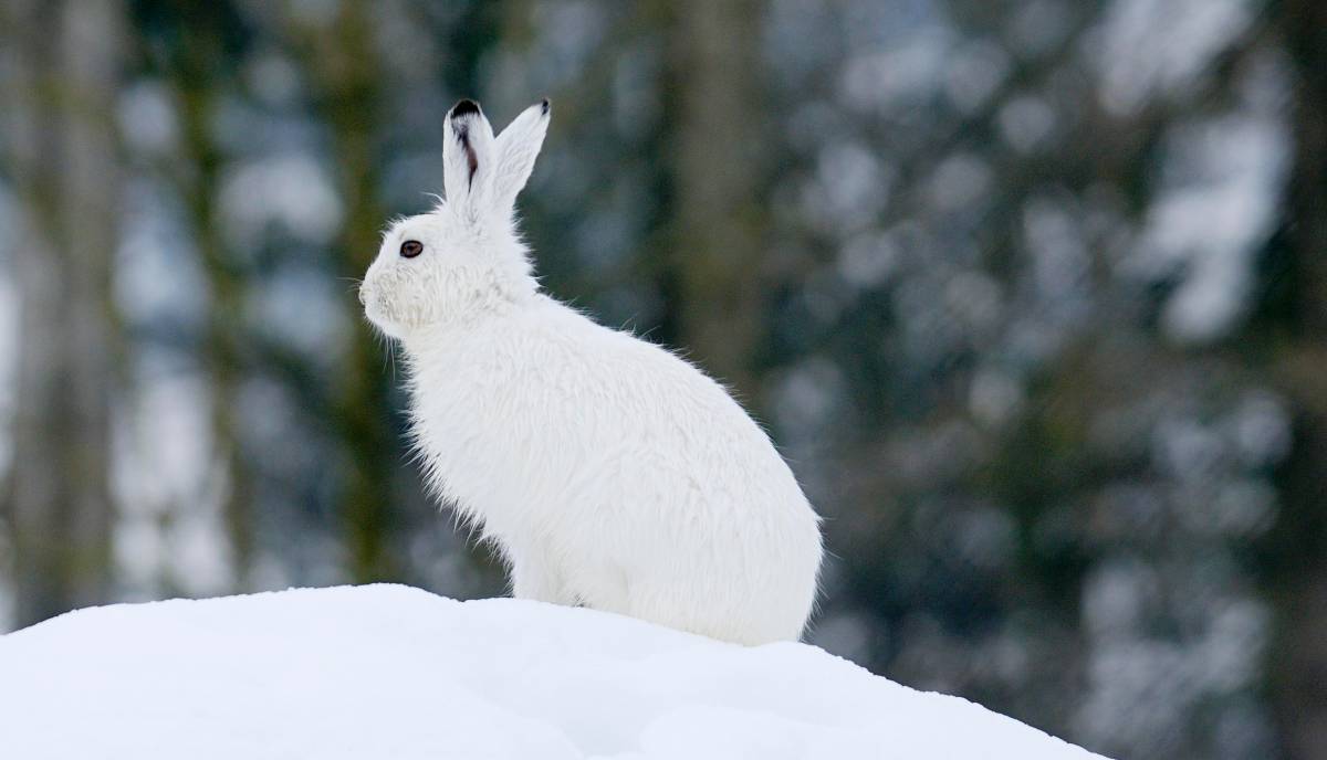 Schneehase in der Tundra