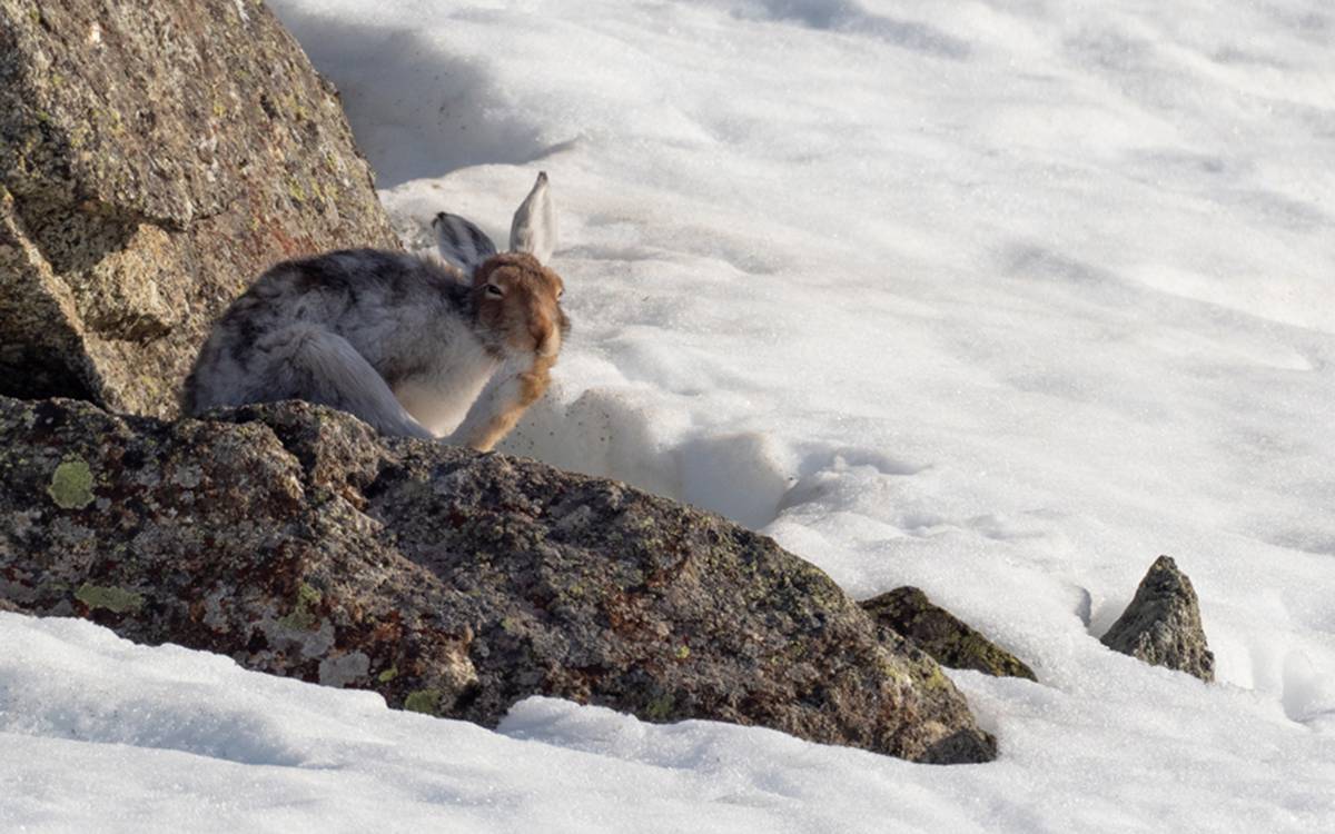 Schneehase in der Tundra