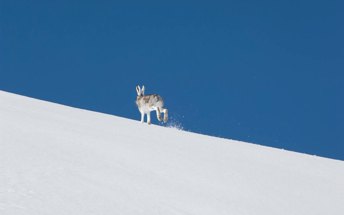 Schneehase in der Tundra