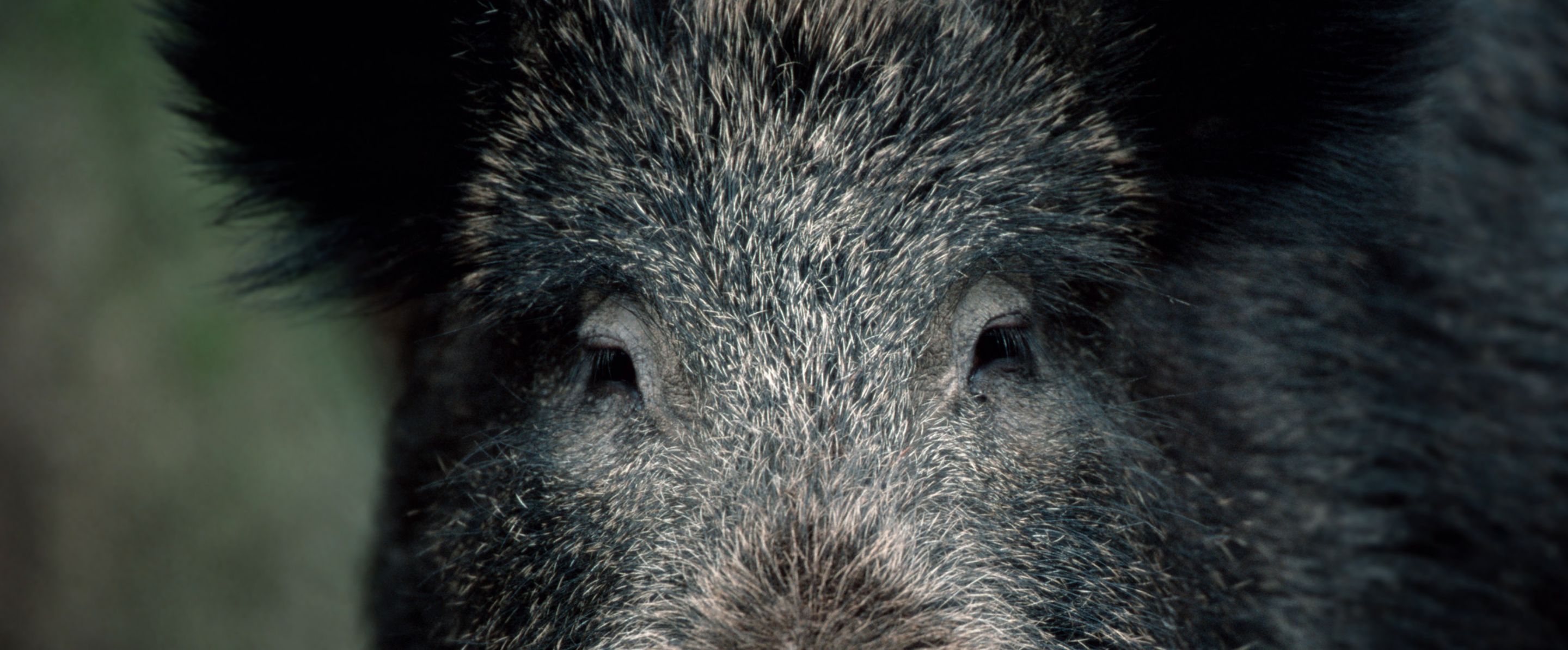 Wildschwein Steckbrief | Deutsche Wildtier Stiftung