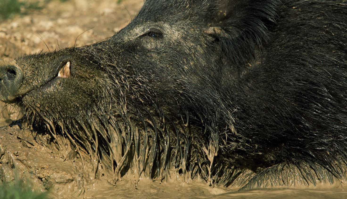 Wildschwein Steckbrief | Deutsche Wildtier Stiftung