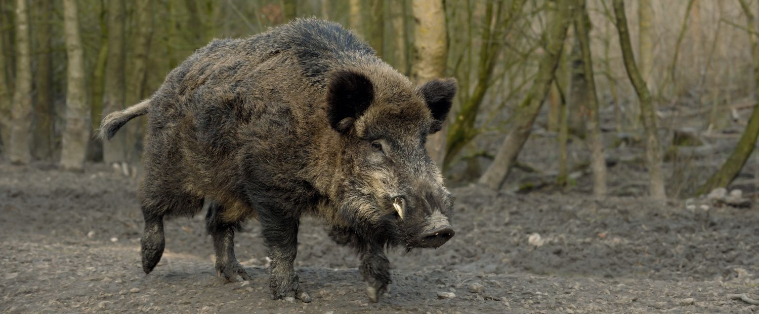 Wildschwein Steckbrief | Deutsche Wildtier Stiftung