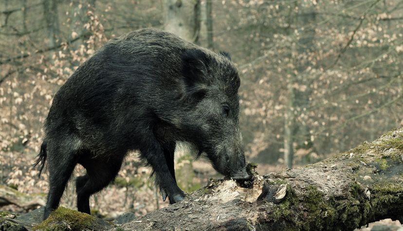 Wildschwein Steckbrief | Deutsche Wildtier Stiftung